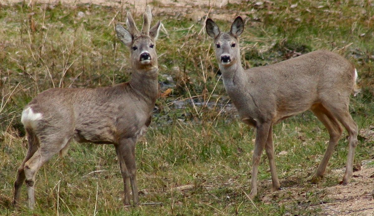 Roe deer 