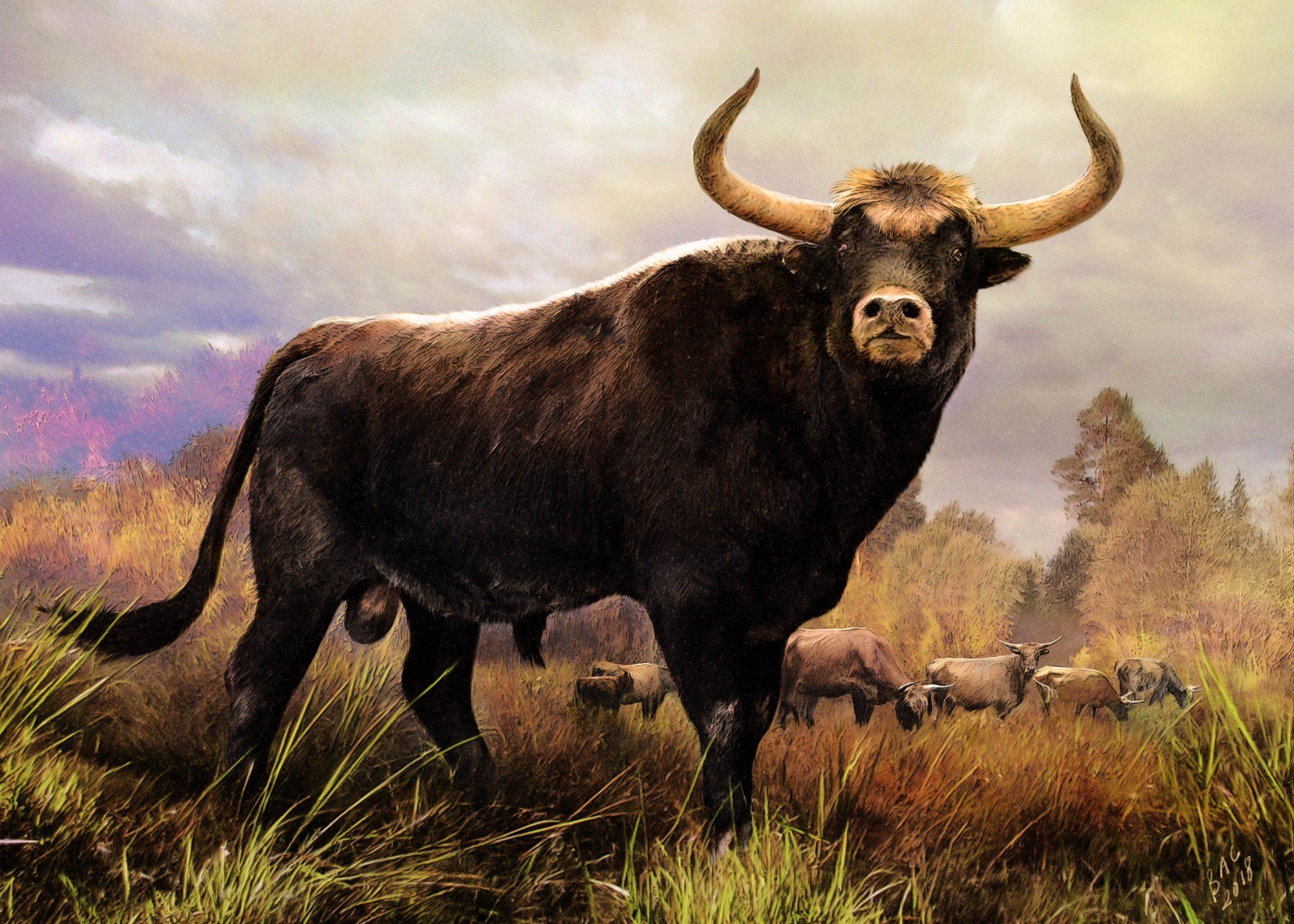 Aurochs