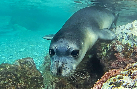 Mediterranean monk seal 