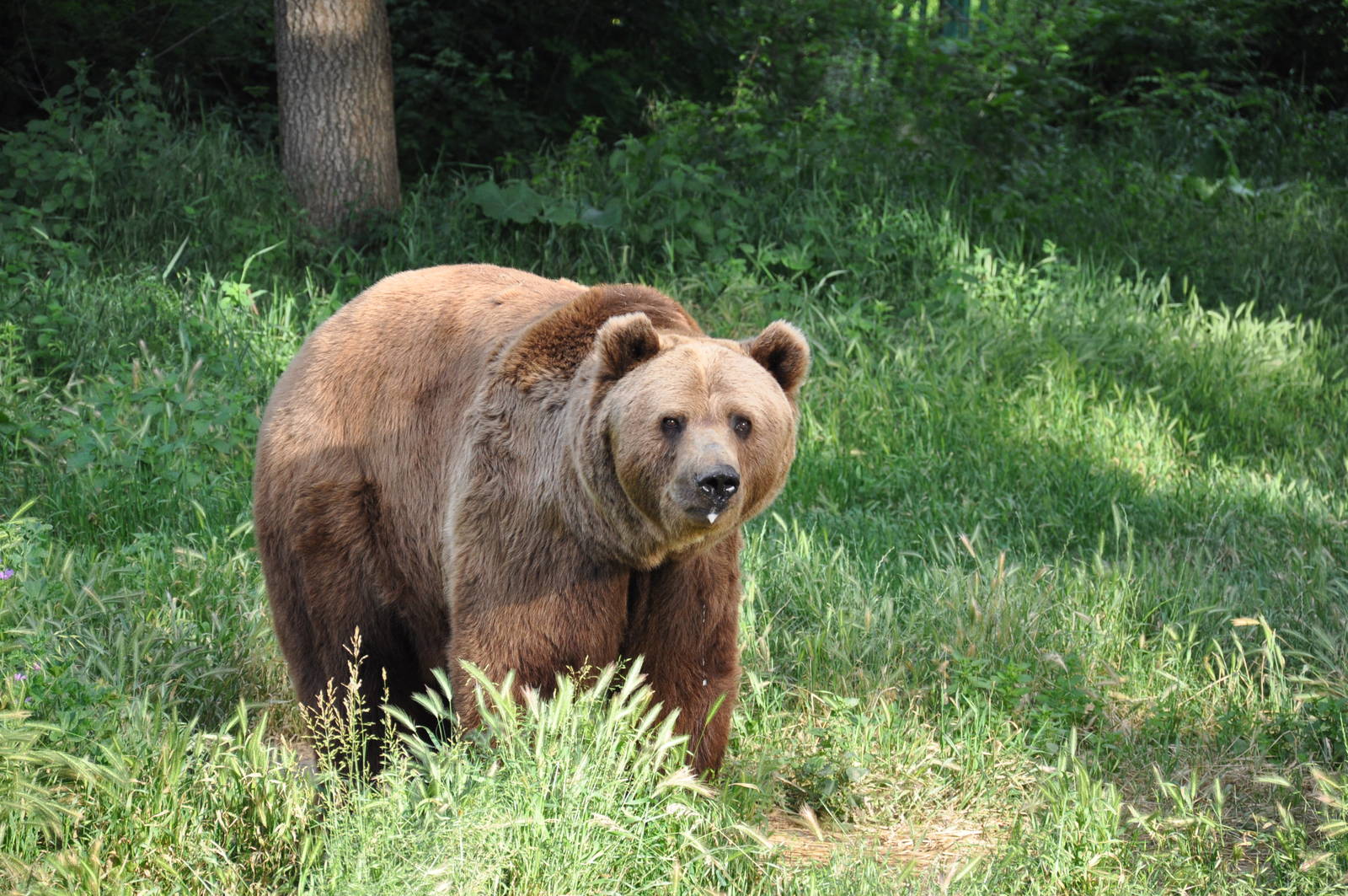 Brown bear 