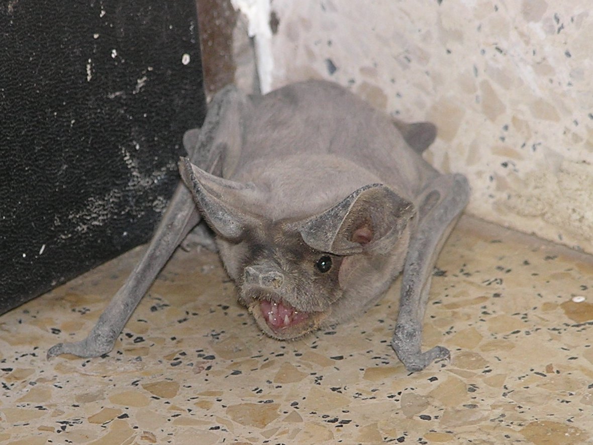 European Free-tailed Bat 