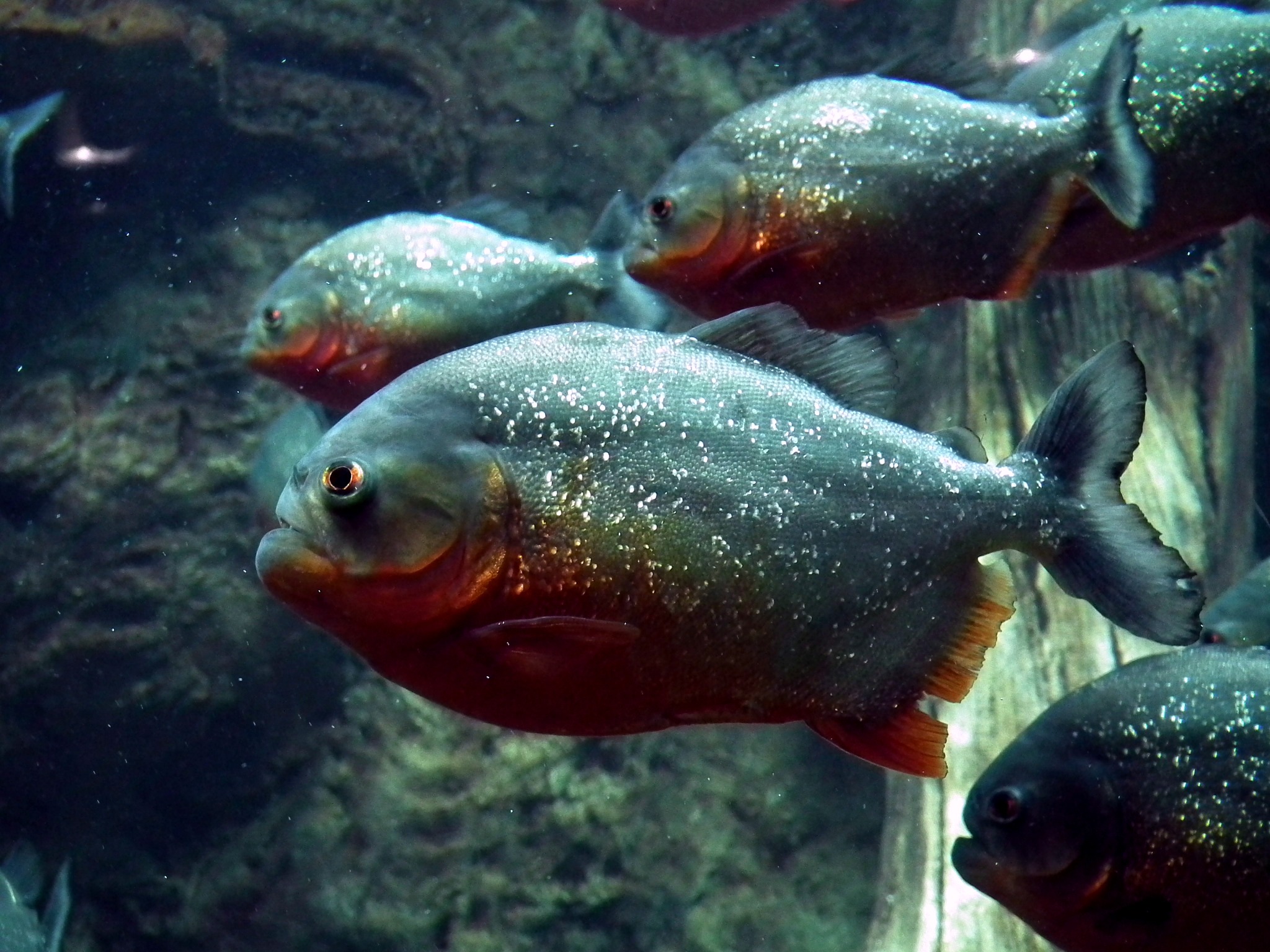 Red Piranha