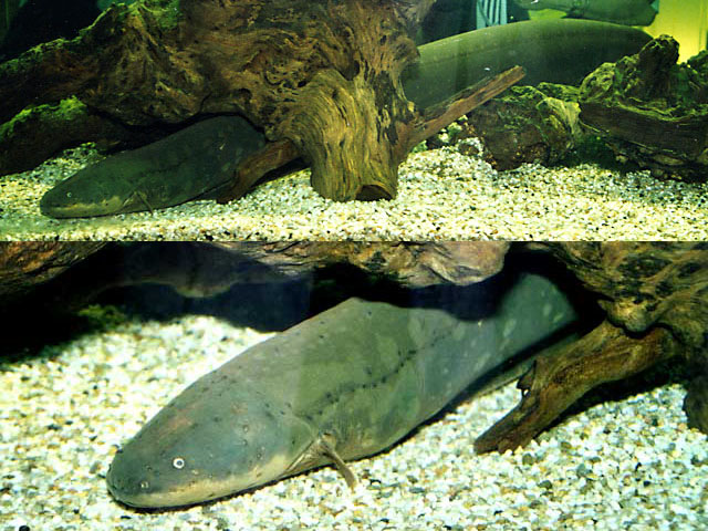 Electric Eel