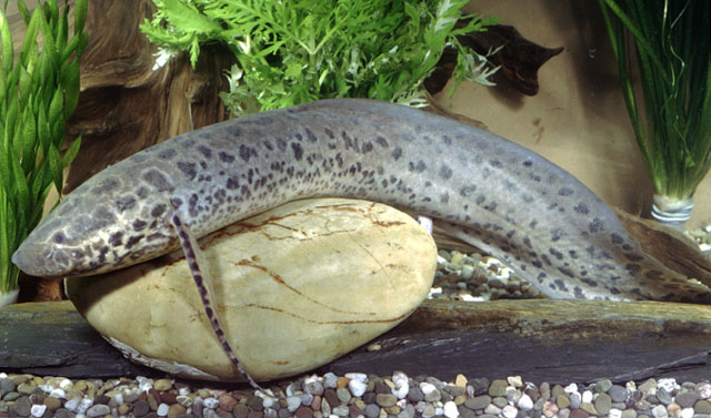 African Lungfish