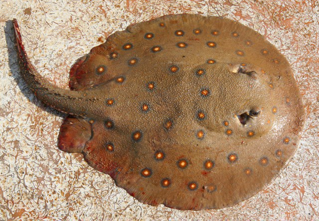 South American Freshwater Stingray