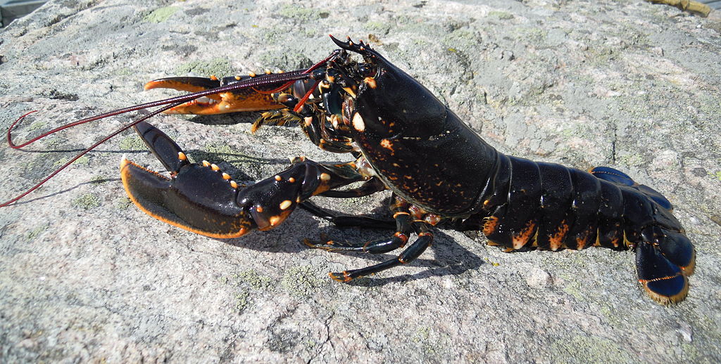 Common Lobster