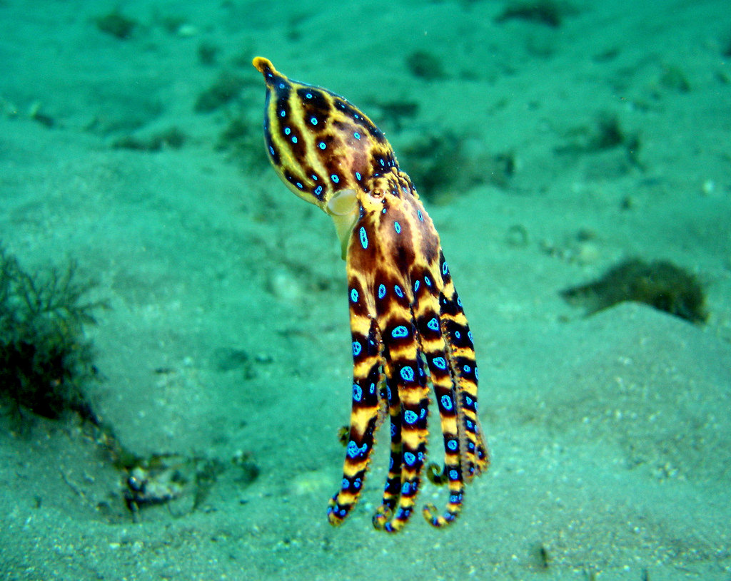 Greater blue-ringed octopus