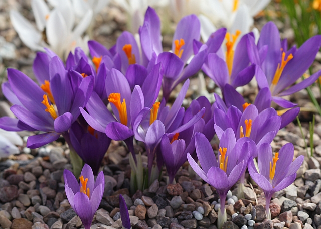 Mountain Crocus