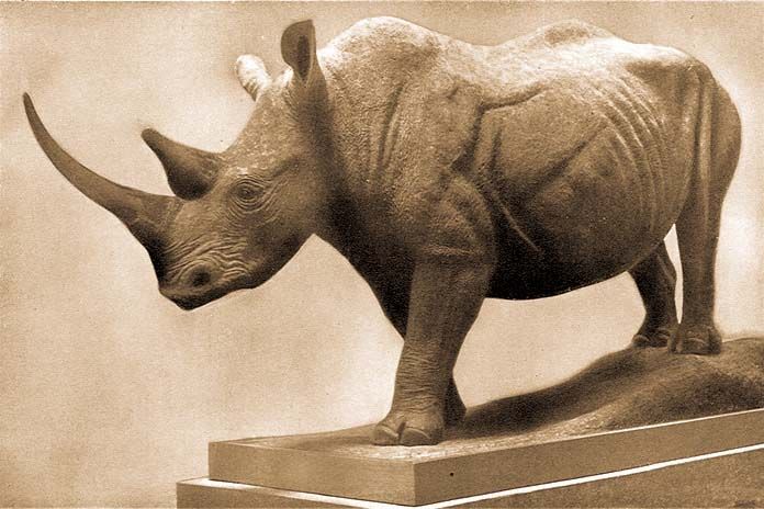 Miocene rhinoceros 