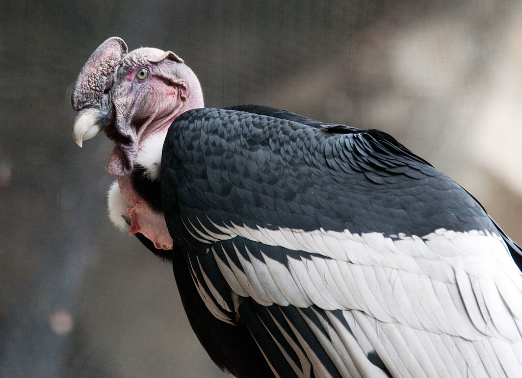 Andean Condor