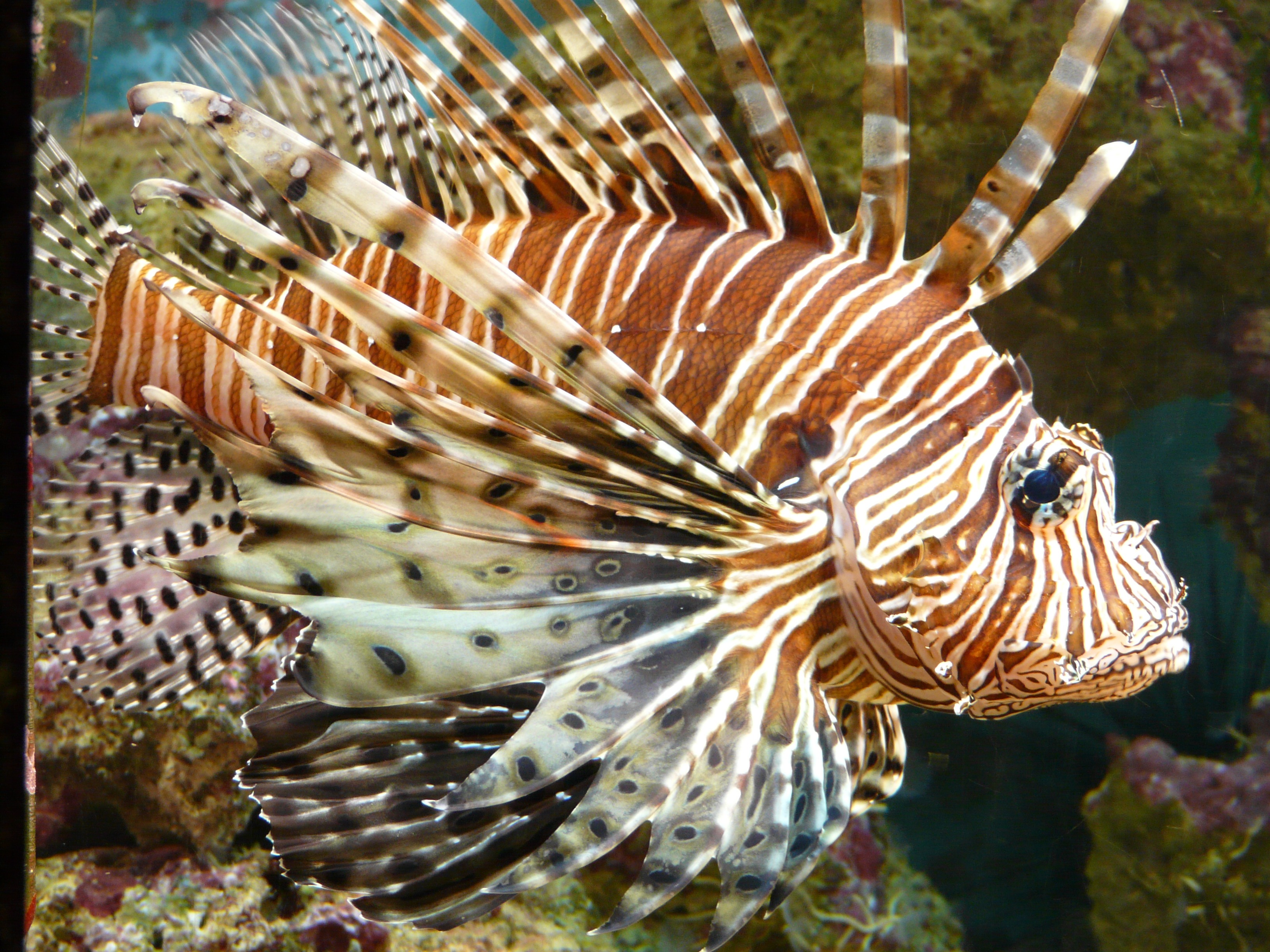 Red lionfish