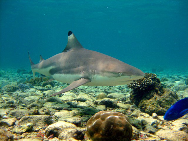 Blacktip reef shark