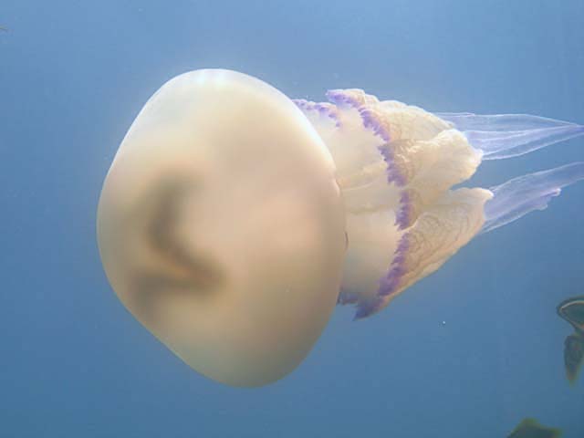 Barrel Jellyfish