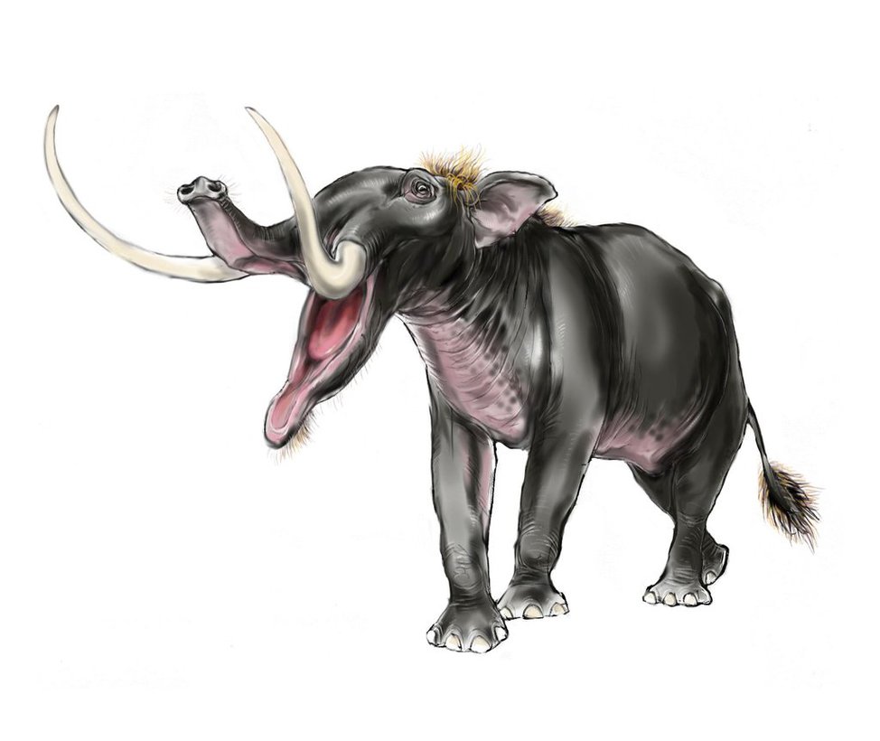 Choerolophodon