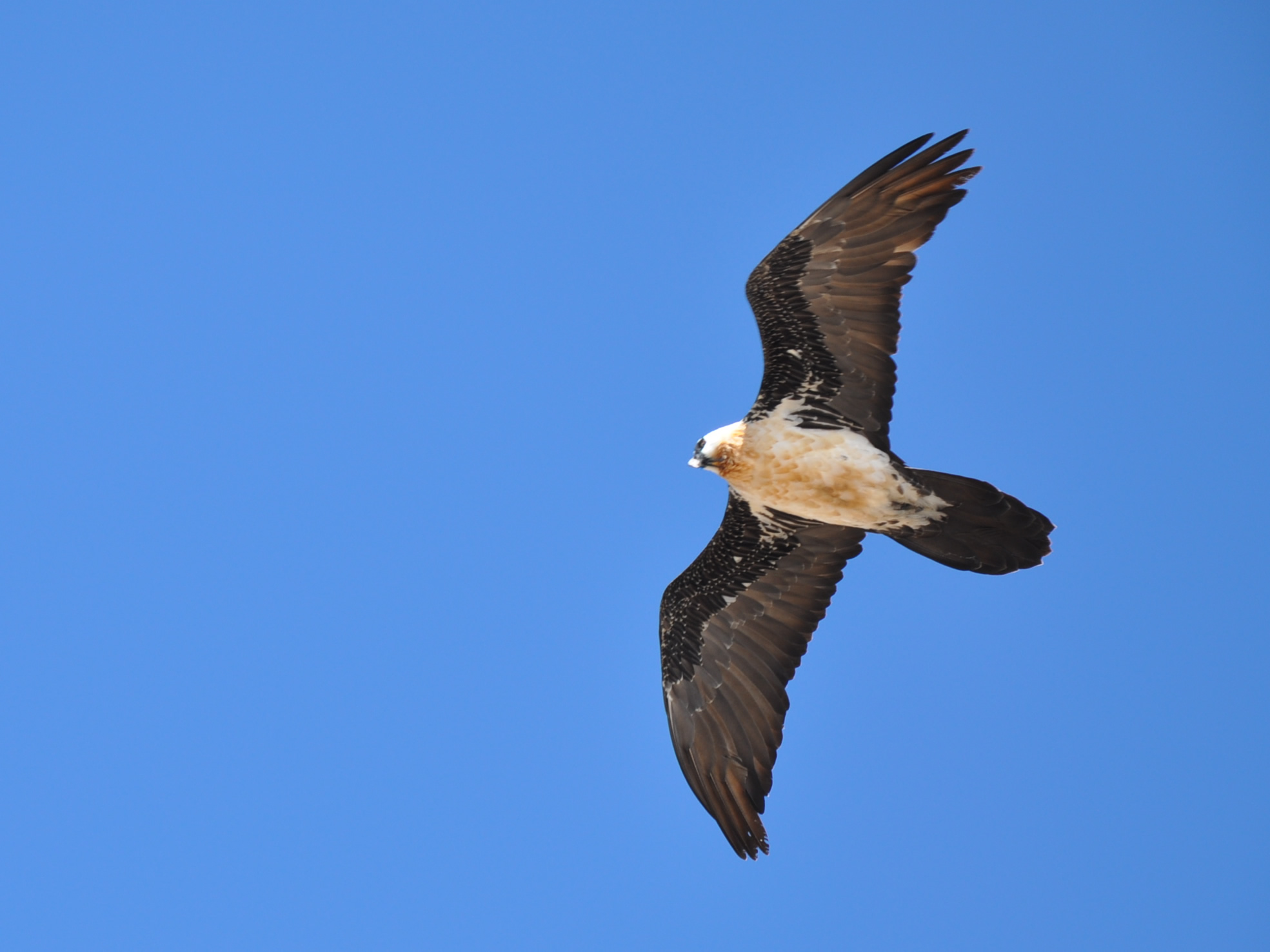 Bearded vulture