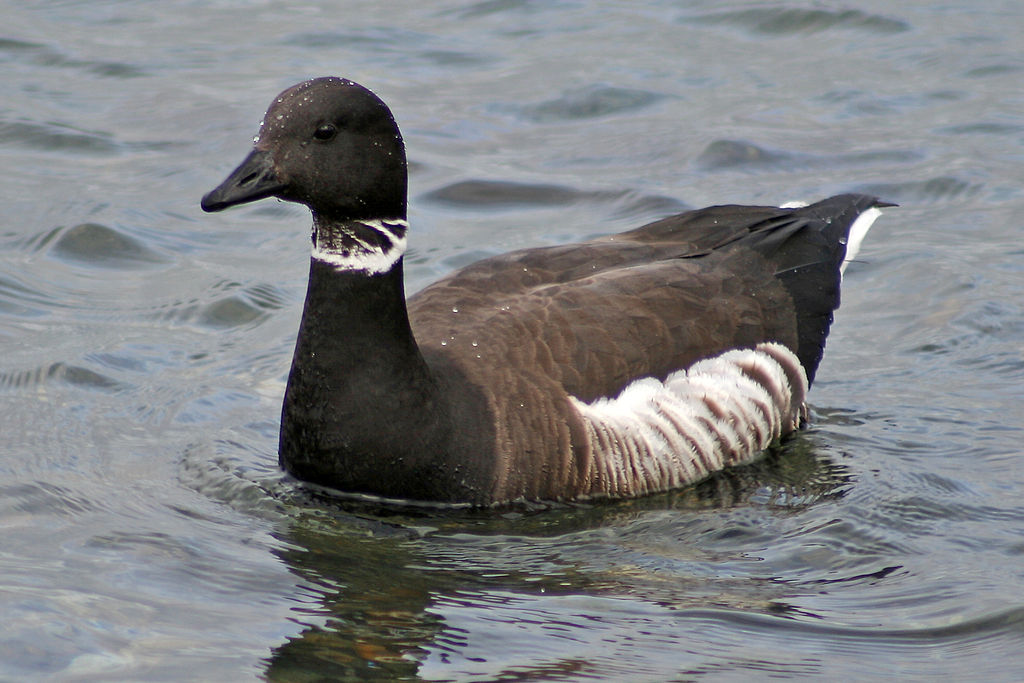 Brant goose