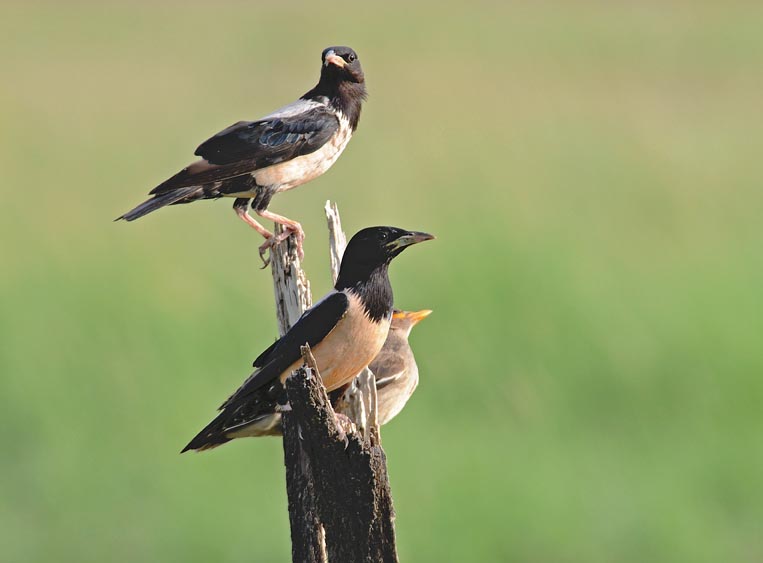 Rosy starling