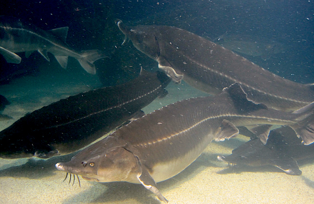 Starry sturgeon