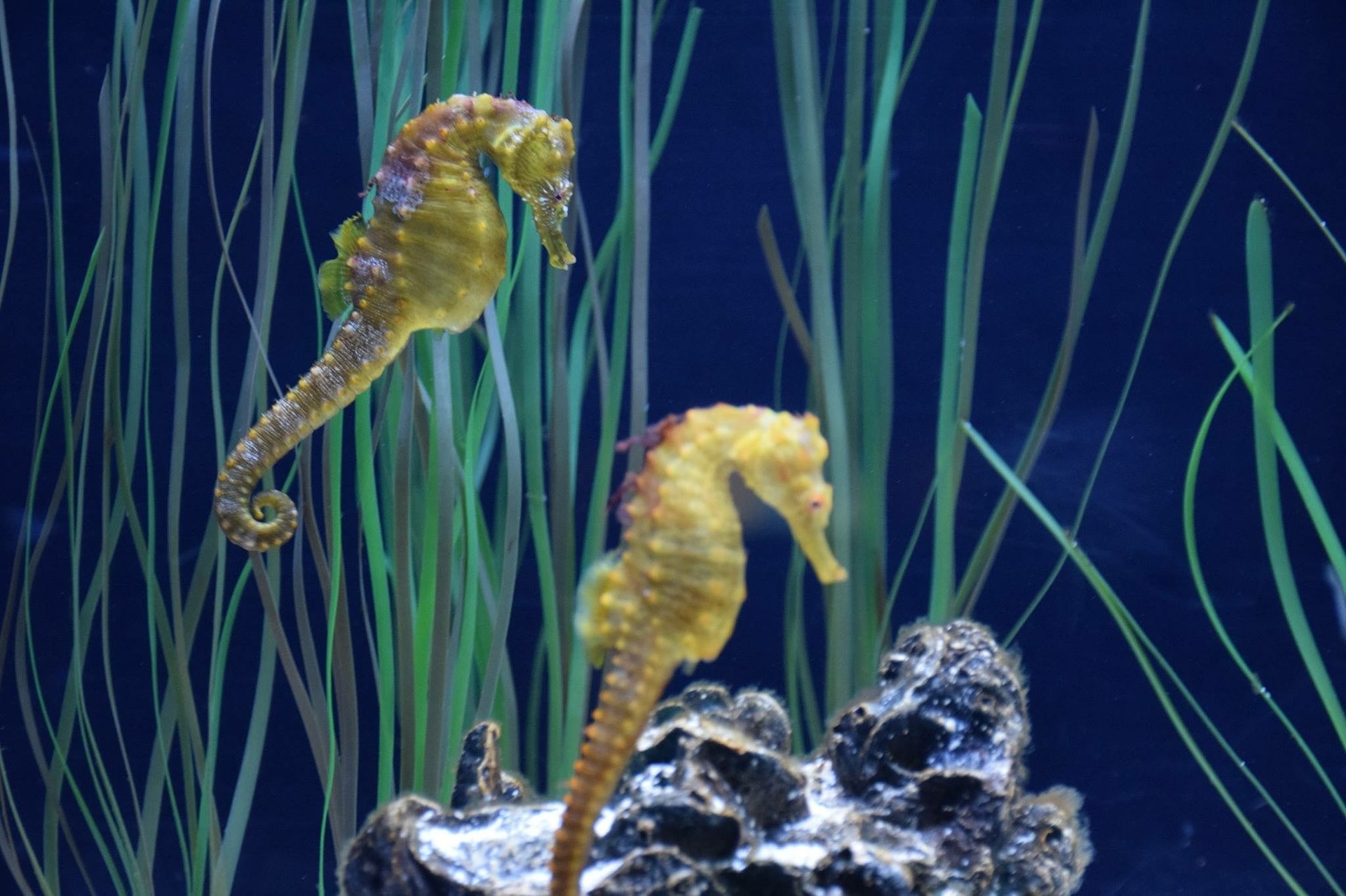 Short-snouted seahorse