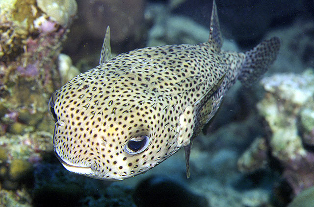 Spot-fin porcupinefish