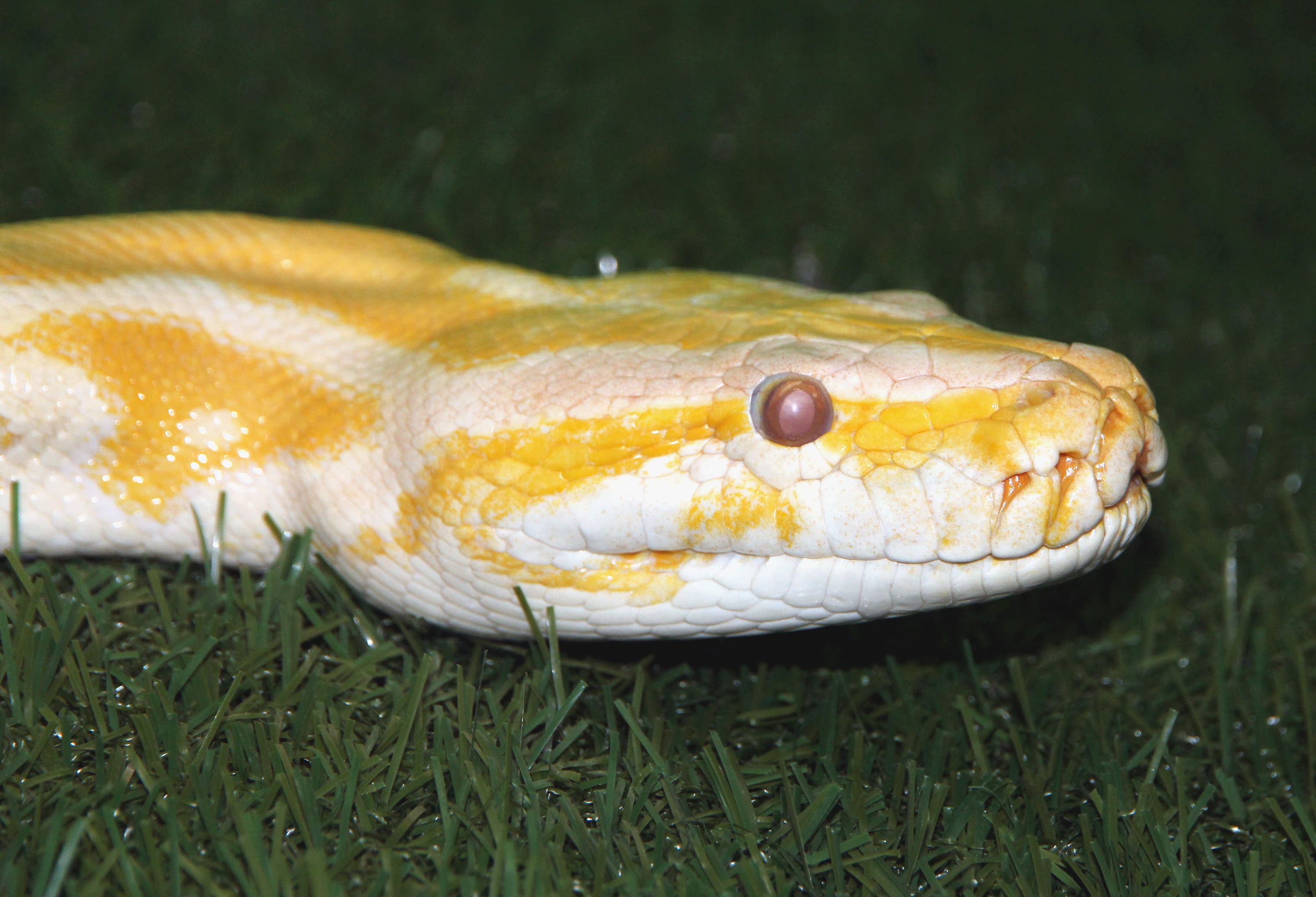 Burmese python