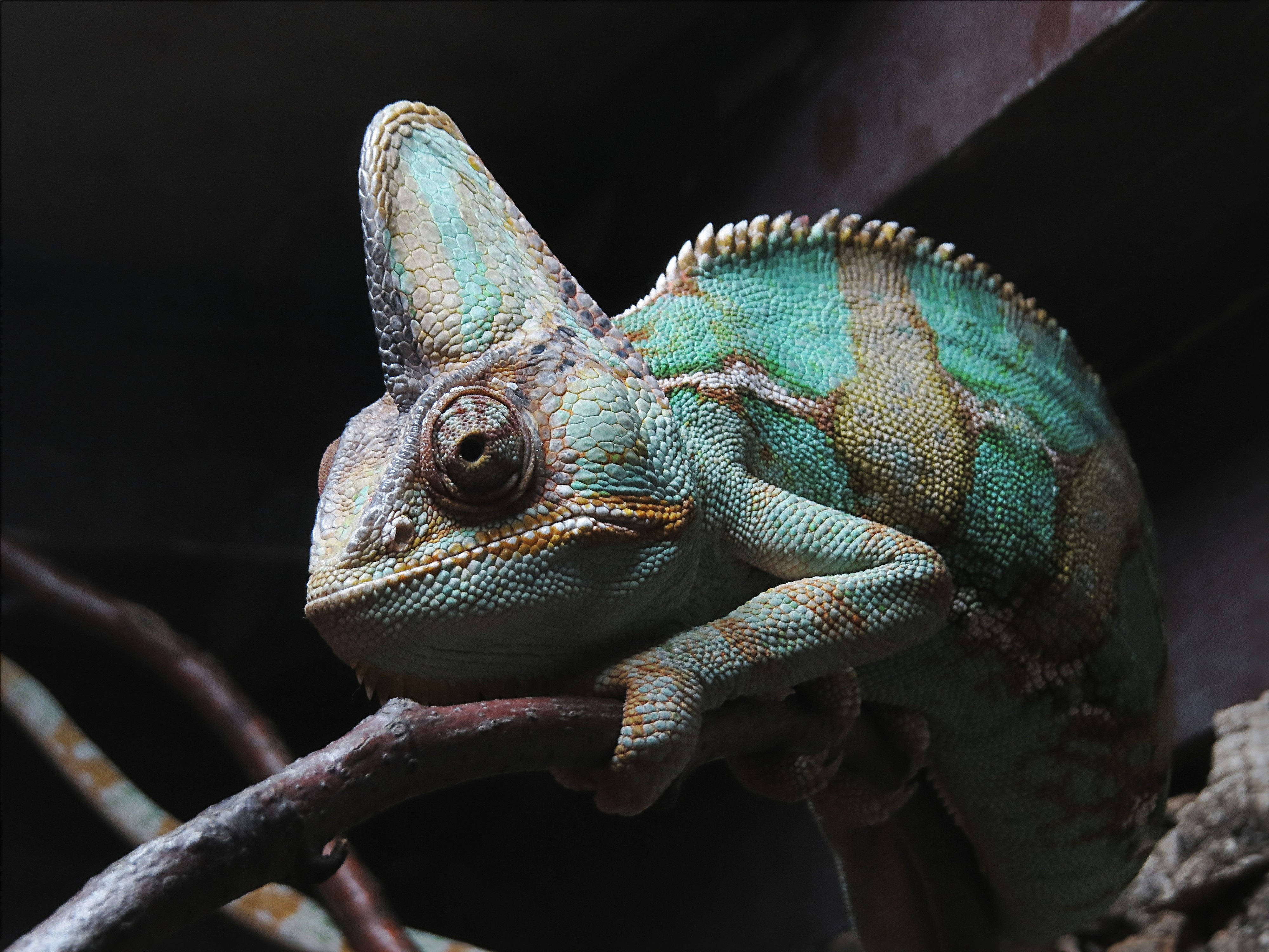 Chameleon