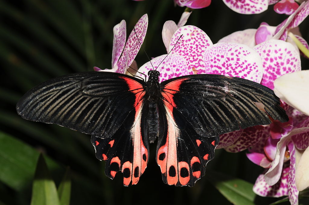 Scarlet mormon