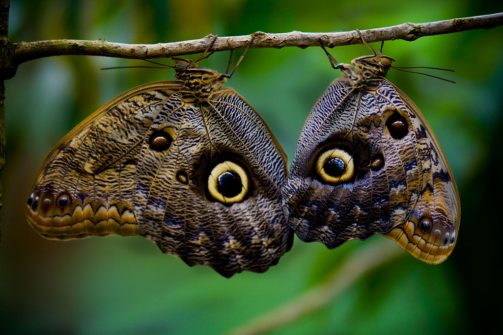 Giant owl butterfly