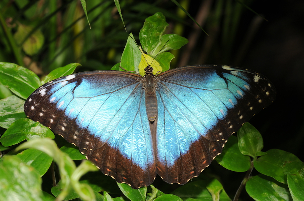 Peleides blue morpho