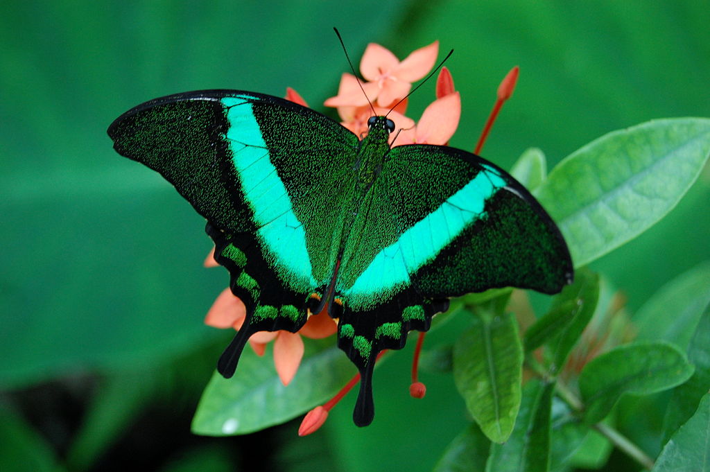 Emerald swallowtail