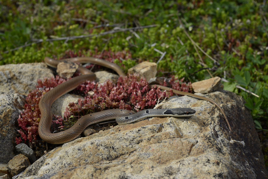 Red Whip Snake